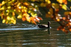 Herbst am See