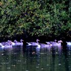 Herbst am See