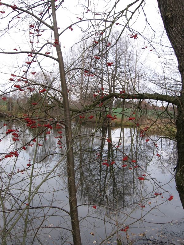 Herbst am See 1