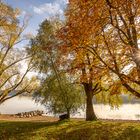 Herbst am See