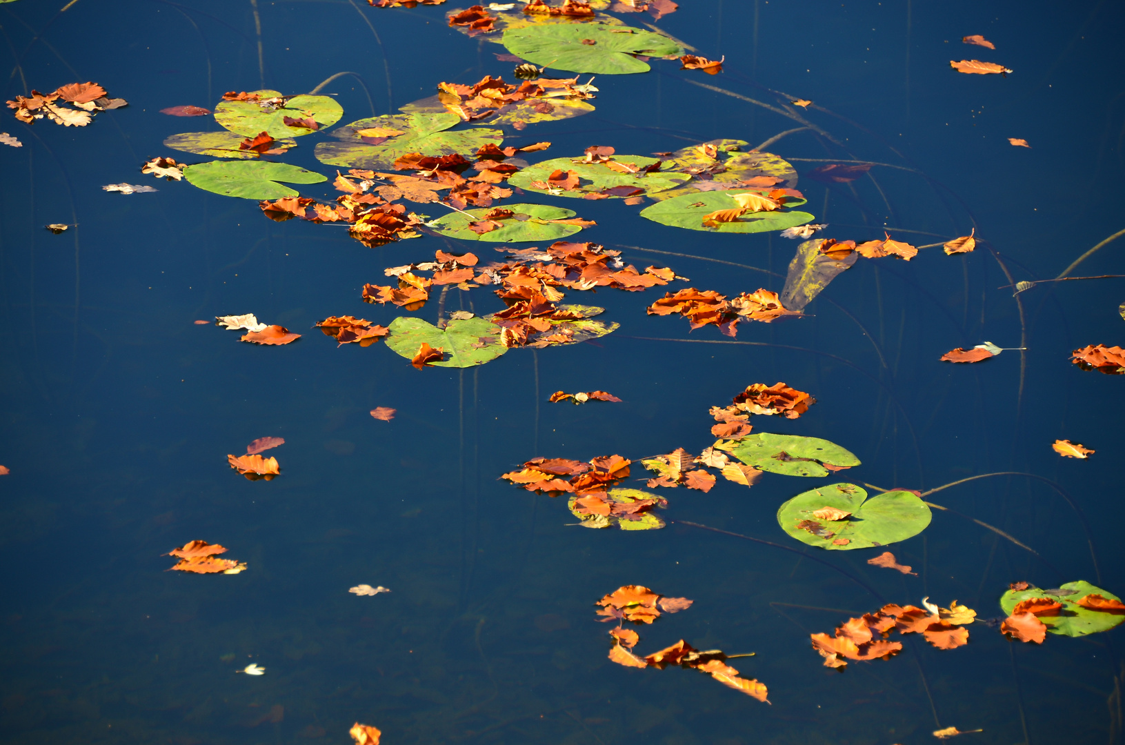 Herbst am See