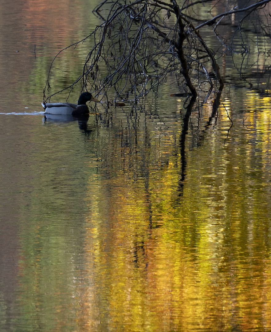 Herbst am See