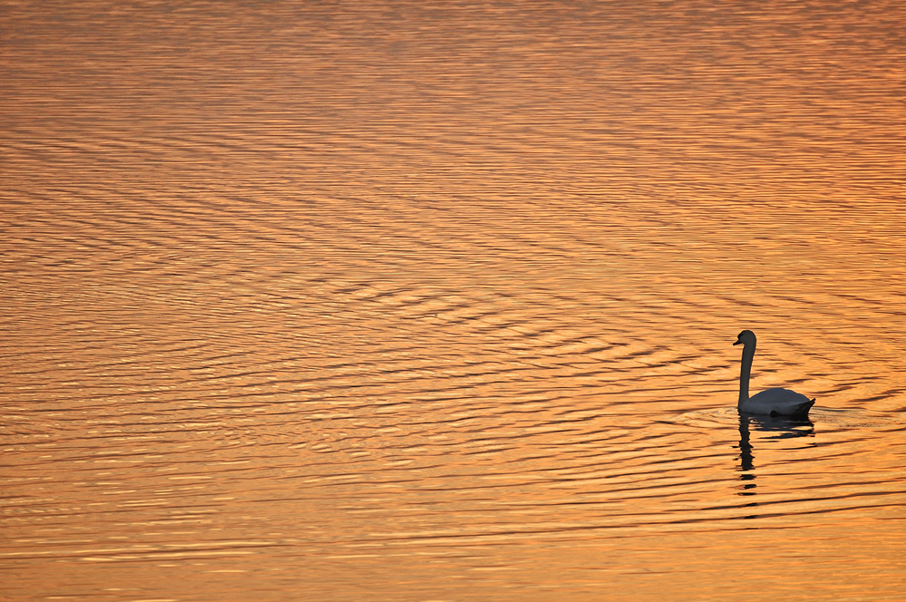 Herbst am See (3)