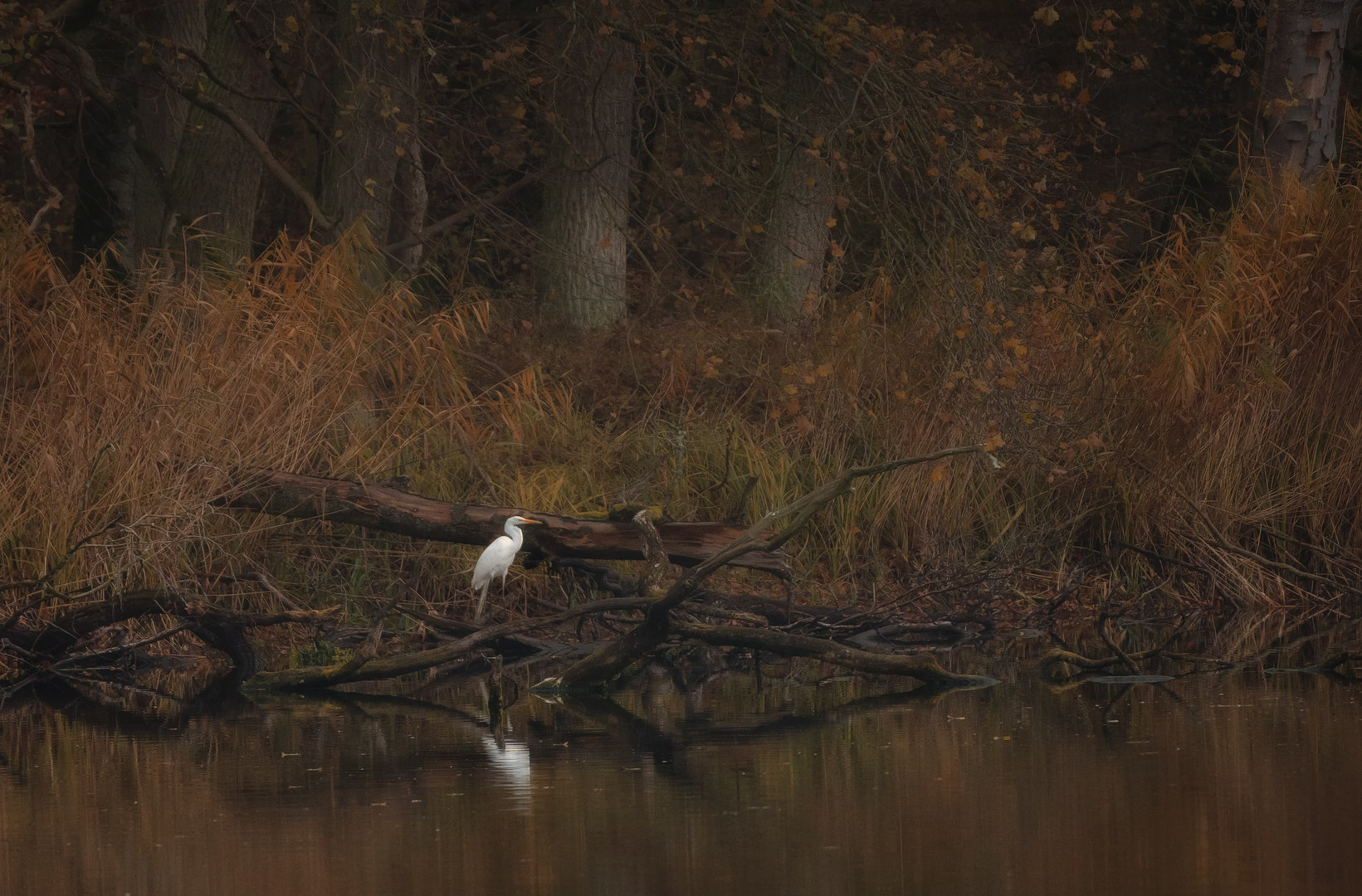 Herbst am See 4