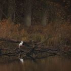 Herbst am See 4