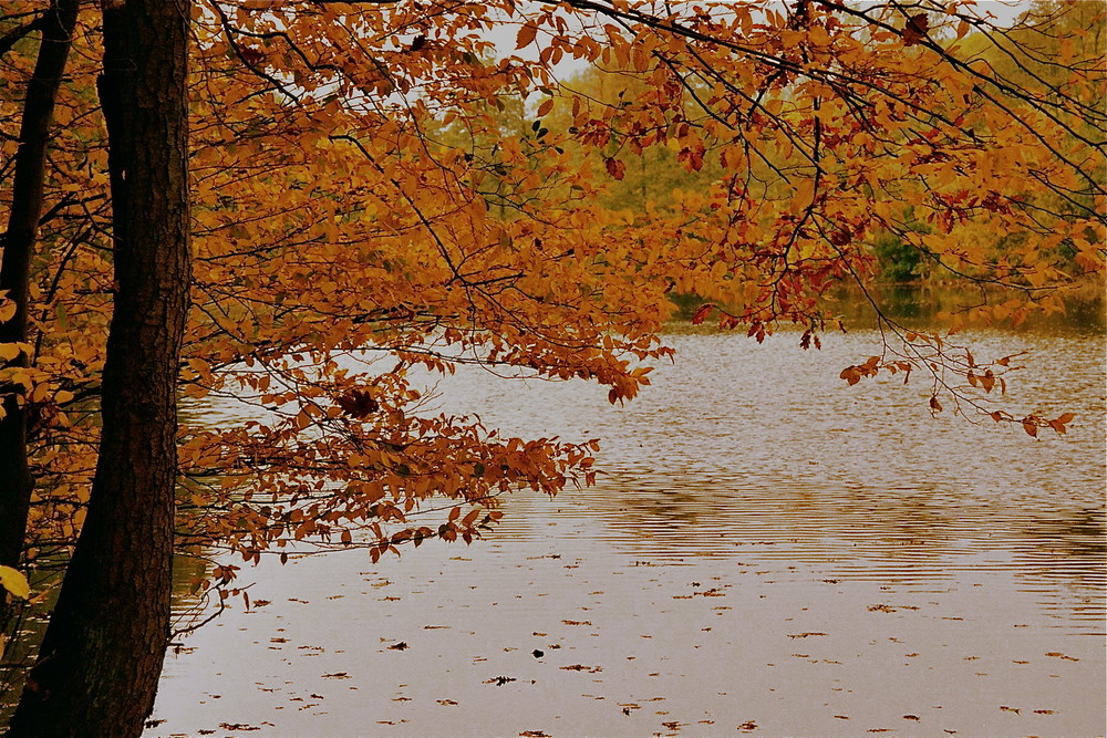 Herbst am See