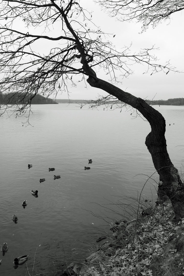 Herbst am See