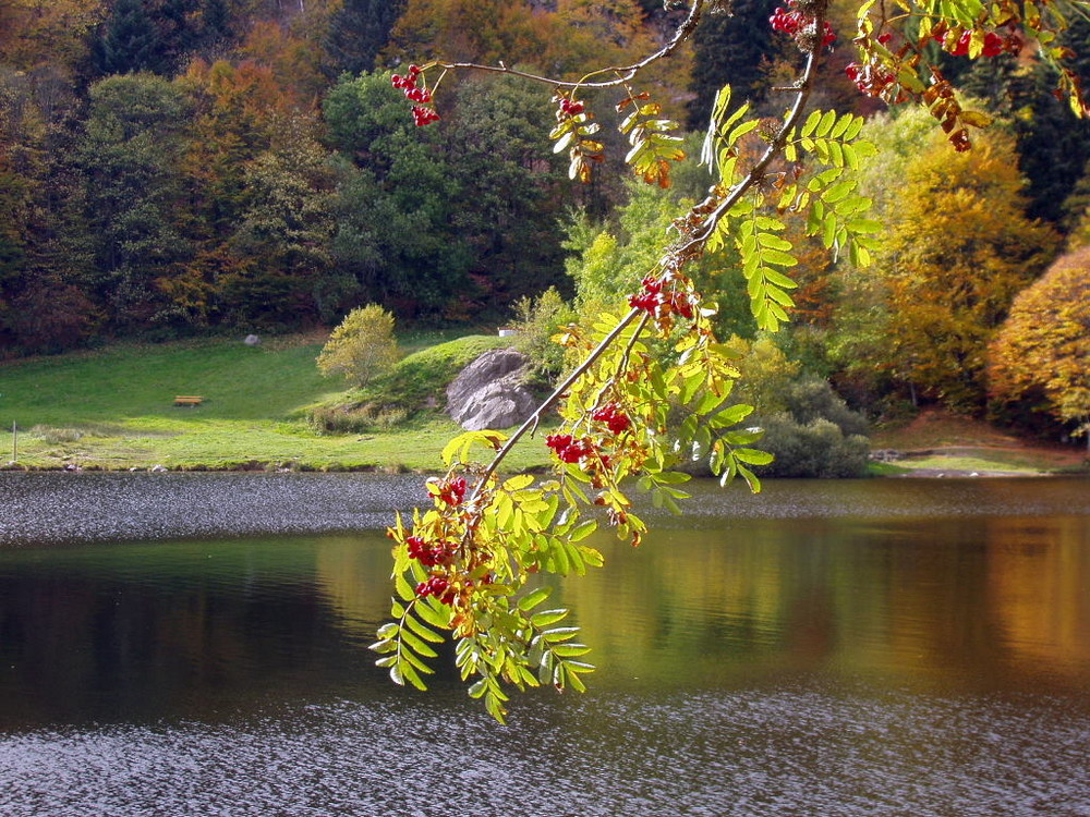 Herbst am See