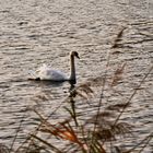 Herbst am See