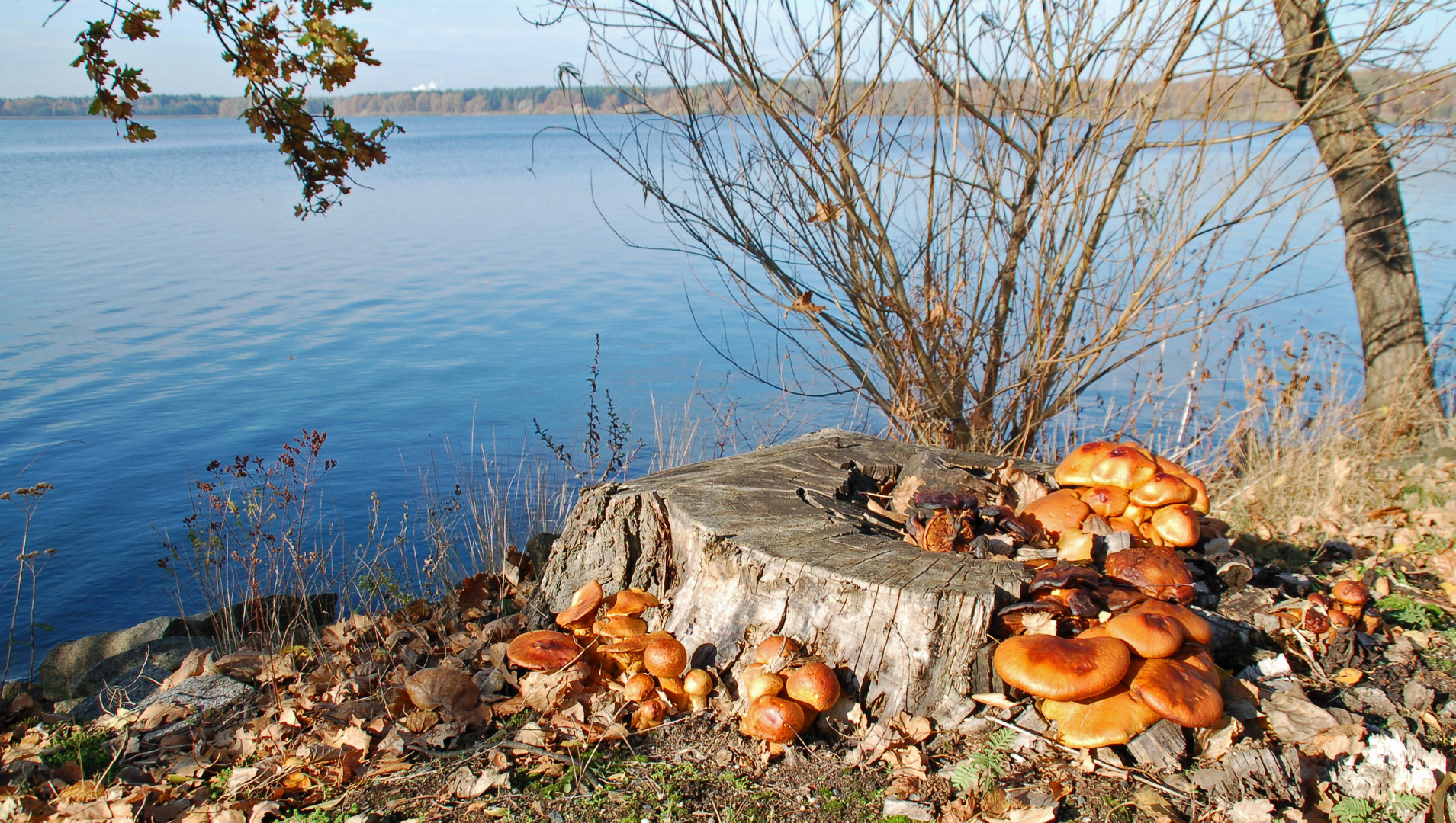 Herbst am See