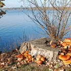 Herbst am See