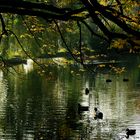 Herbst am See