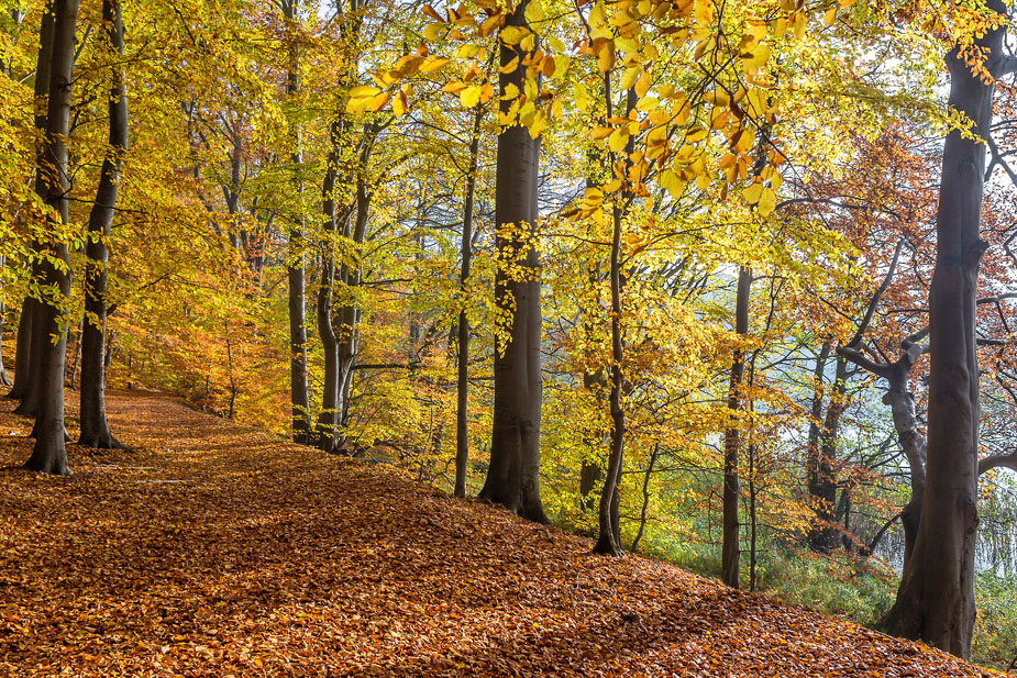 Herbst am See