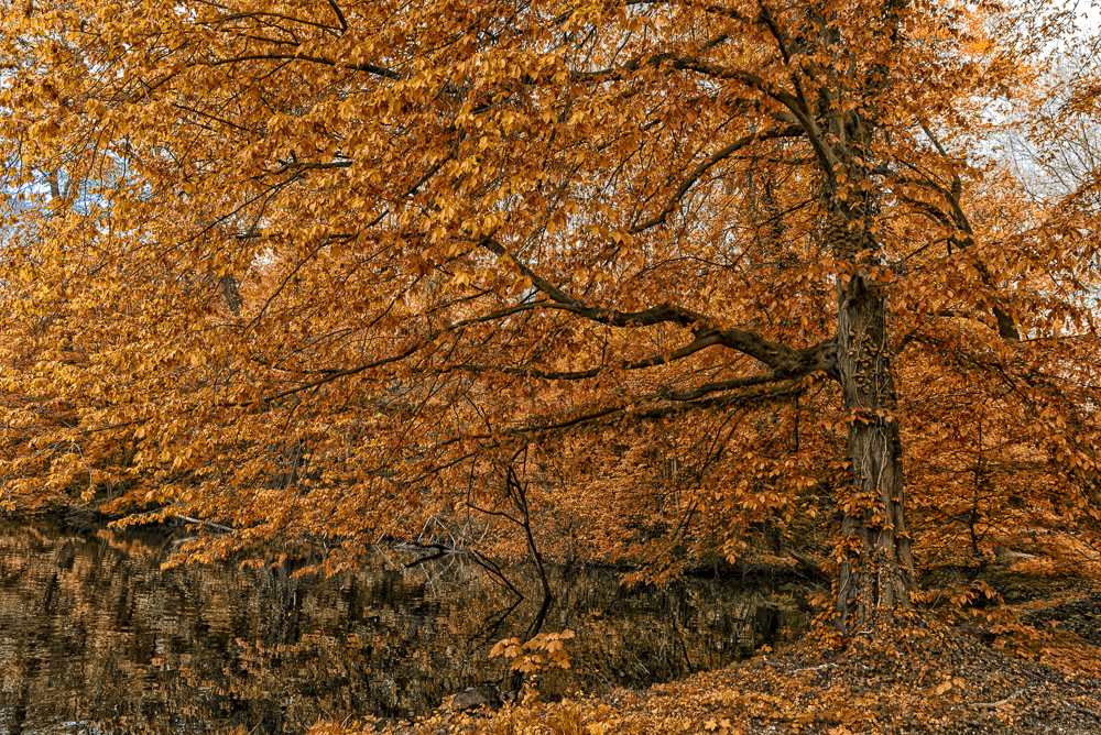 Herbst am See