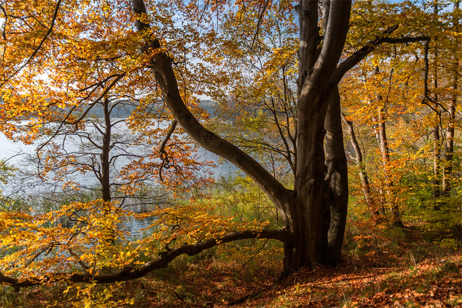 Herbst am See