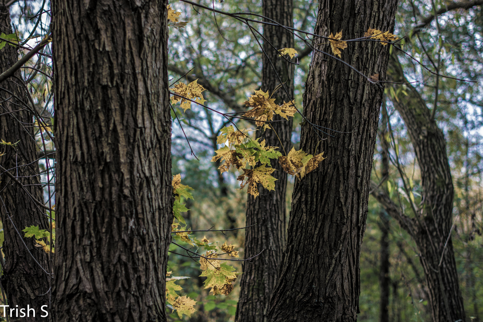 Herbst am See