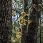 Herbst am See