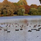 Herbst am See