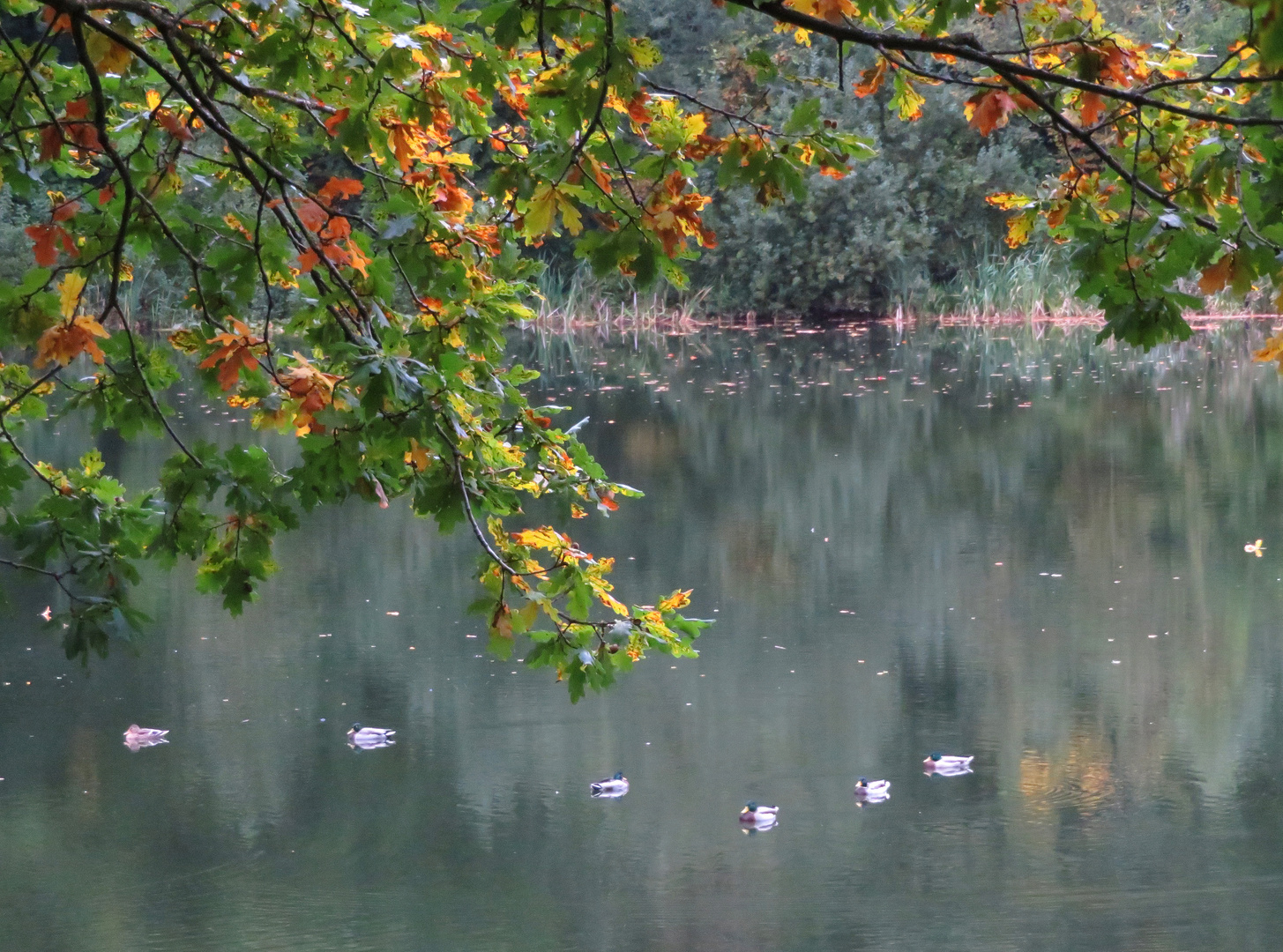 Herbst am See