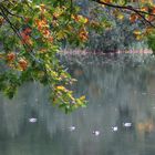 Herbst am See