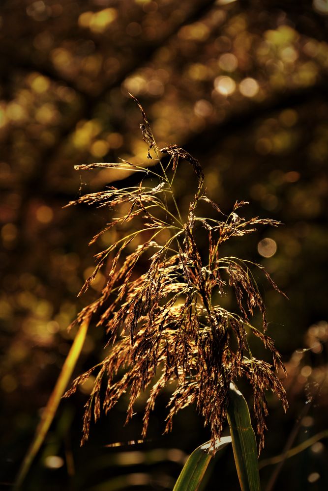 Herbst am See