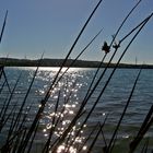 Herbst am See