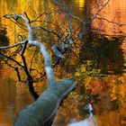 Herbst am See