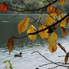 Herbst am See