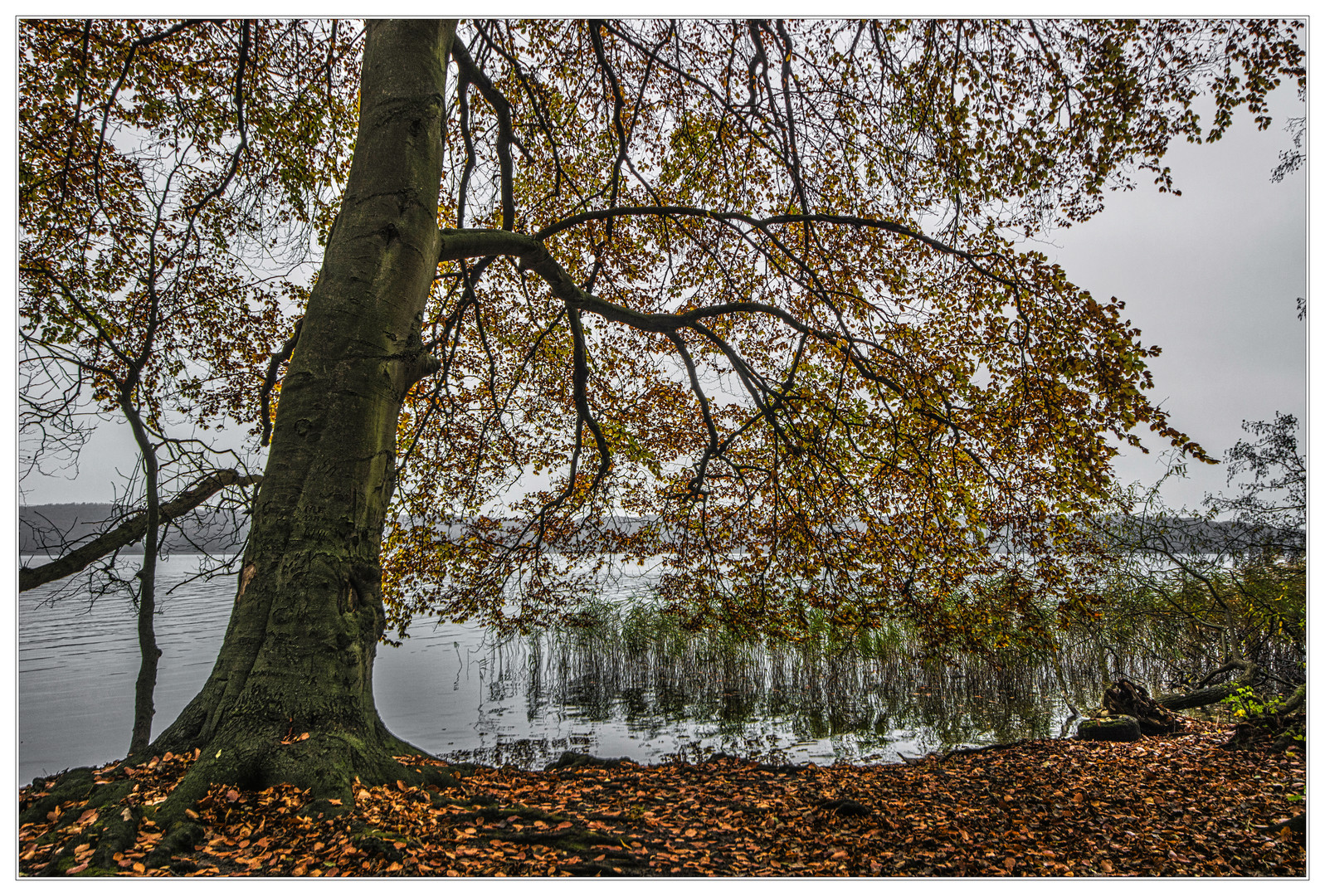 Herbst am See I