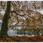 Herbst am See I