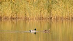 Herbst am See- und die Dame schwamm voran