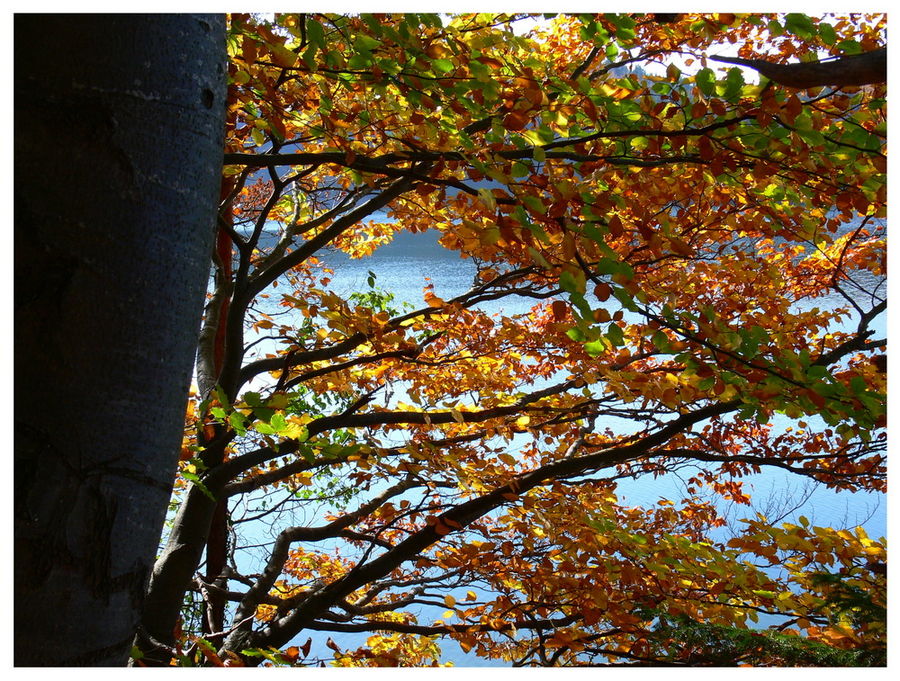 Herbst am Seehamer See