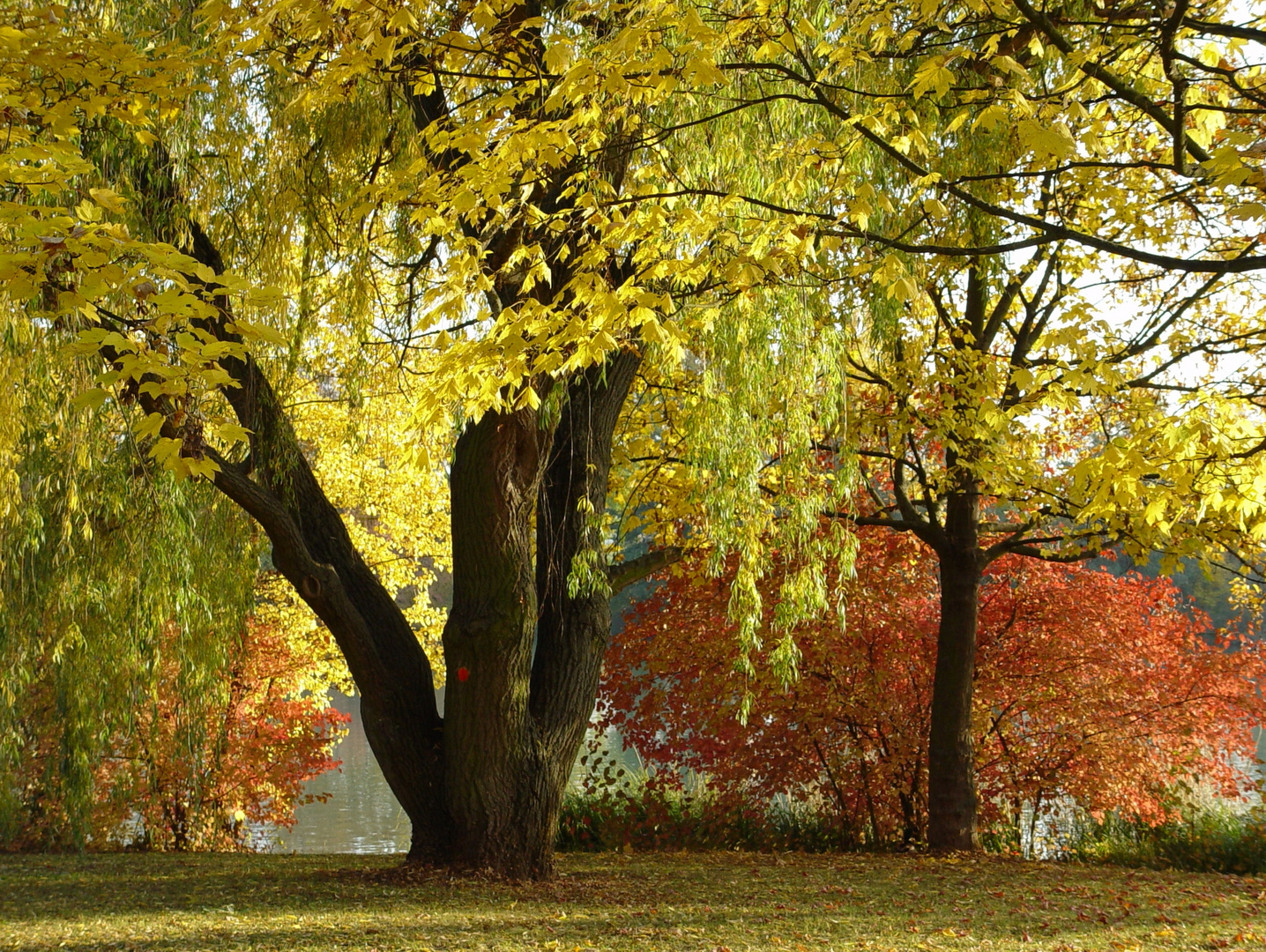 Herbst am Seeufer