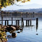 Herbst am Sempachersee