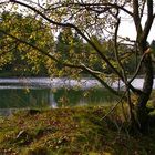 Herbst am silbersee III