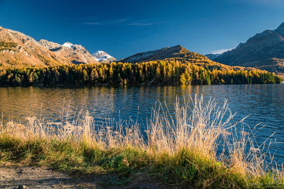 Herbst am Silsersee