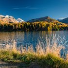 Herbst am Silsersee