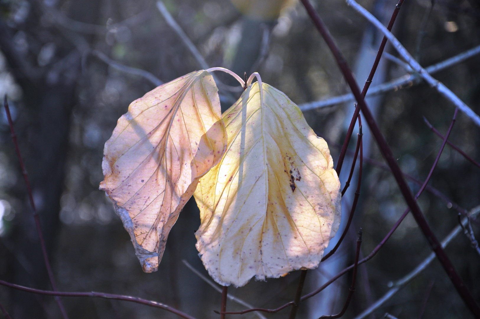 Herbst am Sonntagmorgen 1