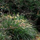 Herbst am Stadtgraben 2015.