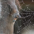 Herbst am Stall