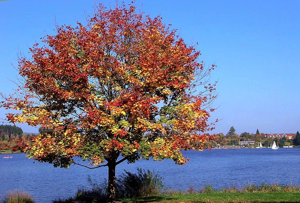 Herbst am Stausee