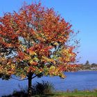 Herbst am Stausee