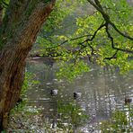 Herbst am Stauteich