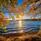 Herbst am Stechlinsee