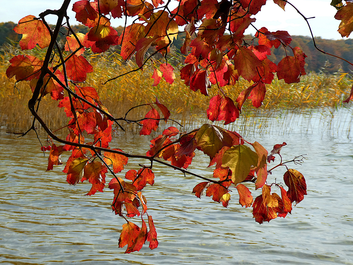 Herbst am Stechlinsee