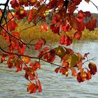 Herbst am Stechlinsee