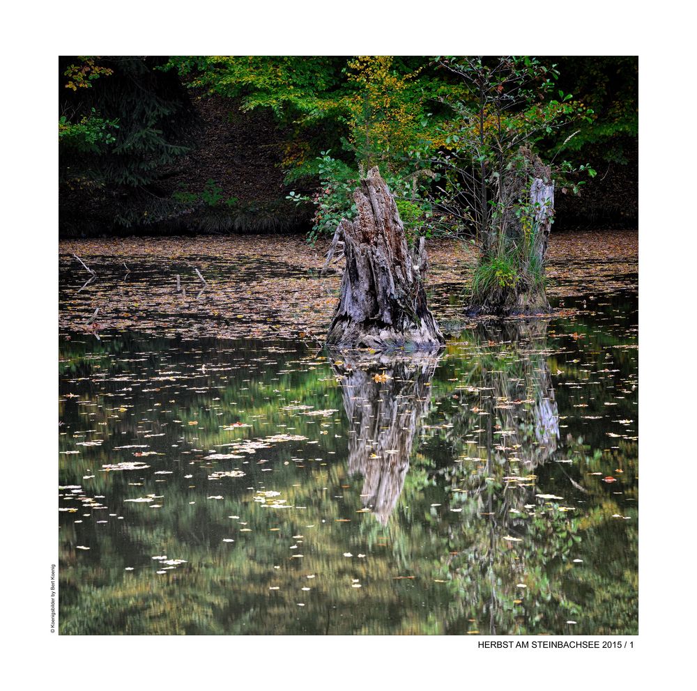 HERBST AM STEINBACHSEE (1)