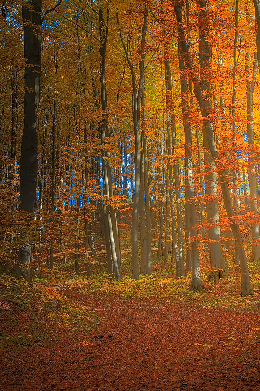 Herbst am Steinberg