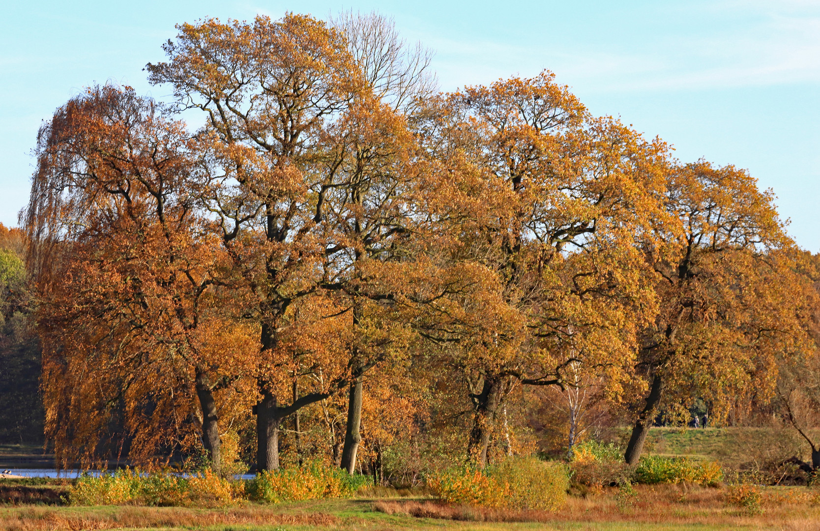 Herbst am Steinhorster Becken