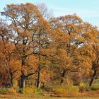 Herbst am Steinhorster Becken